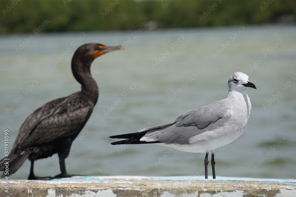 Fototapeta premium Cormorant and seagull sitting on a boat