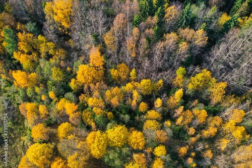 bird's eye view of the autumn forest