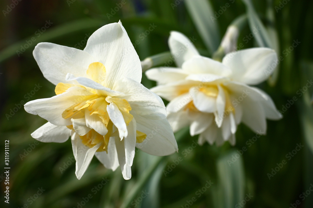 Two very beautiful terry flowers of a narcissus with petals of white and yellow colors on a green background of leaves.