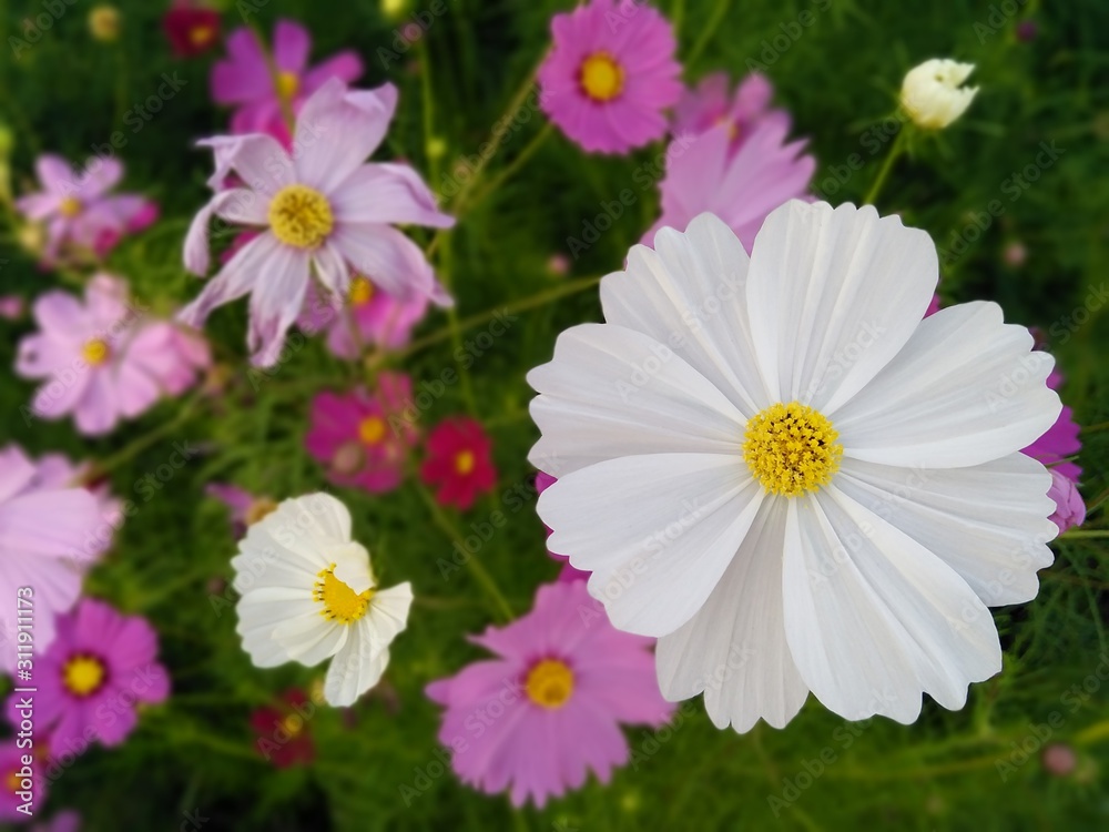 cosmos flowers in the garden colorful nature beautiful. cosmos flowers in the garden colorful nature beautiful.