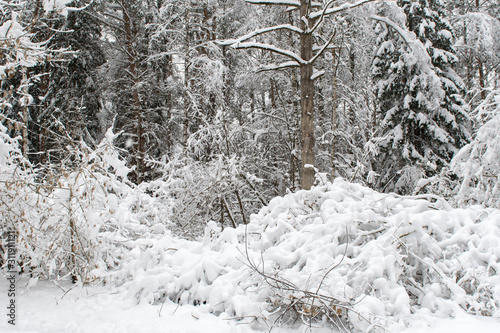 Taiga. Forest trees abundantly covered with fresh white snow after heavy snowfall. Winter landscape. Background.