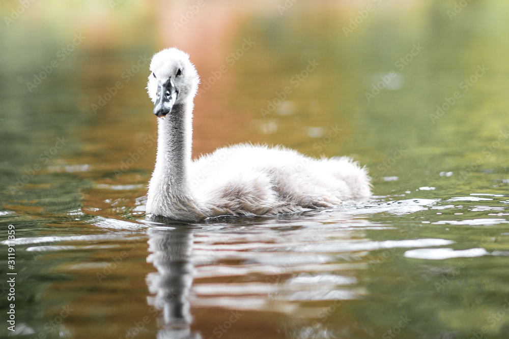 Swan cup gray duckling in London on a river in the water Swan cup gray duckling in London on a river in the water