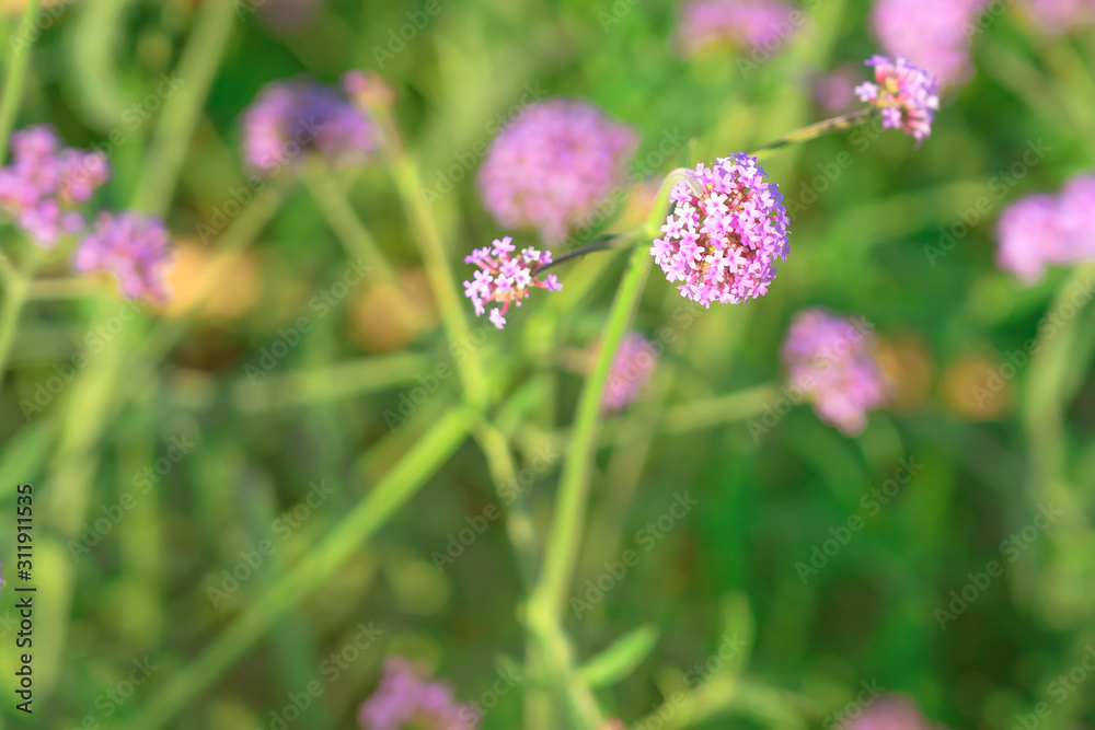 Beautiful Verbena bonariensis flowers or science name ( Verbena hybrida) on blurred background in garden. Beautiful Verbena bonariensis flowers or science name ( Verbena hybrida) on blurred background in garden.