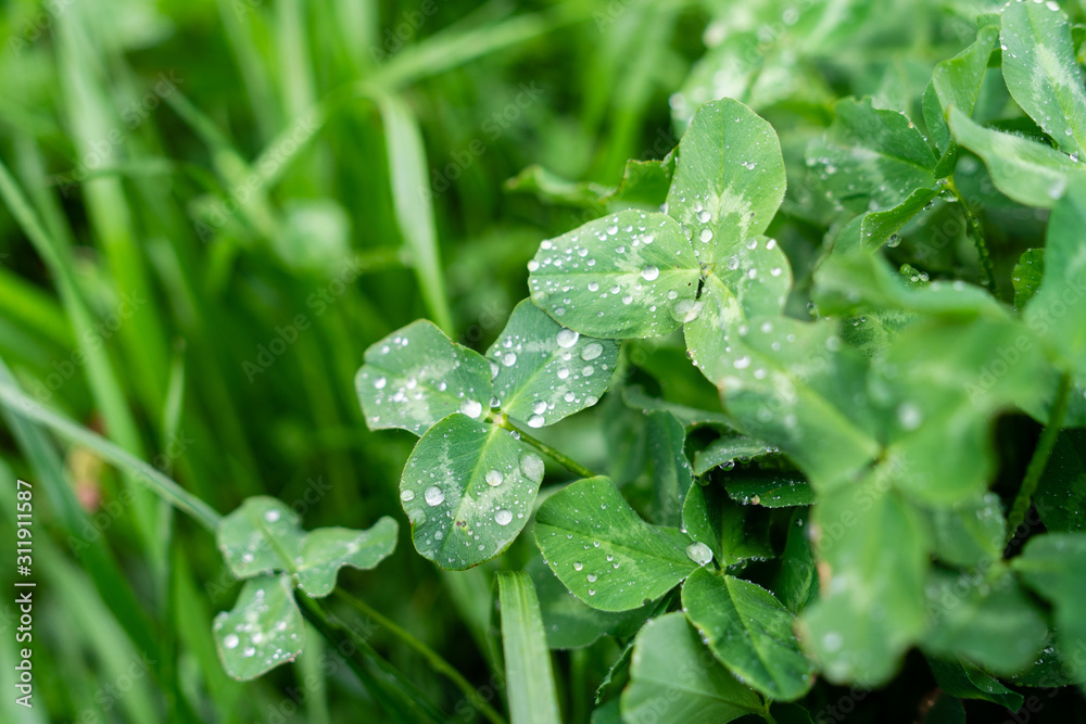 Qarterfoil clovers in the morning dew in the grass in Slovenia Slovenija near postumia caverns Qarterfoil clovers in the morning dew in the grass in Slovenia Slovenija near postumia caverns
