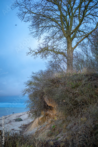 a tree stands at the edge of a cliff at the Baltic Sea photo