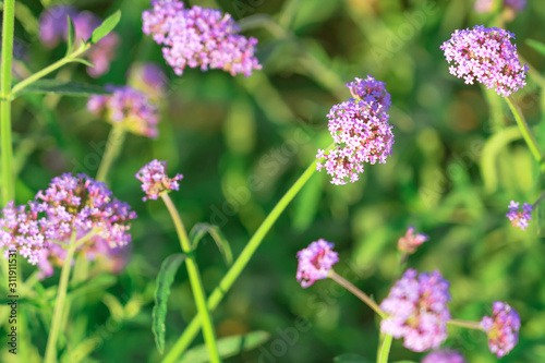 Beautiful Verbena bonariensis flowers or science name   Verbena hybrida  on blurred background in garden.