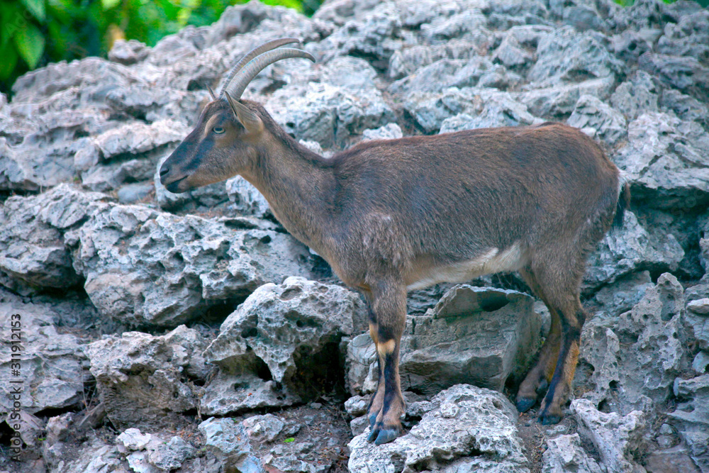 mountain goat on the rock