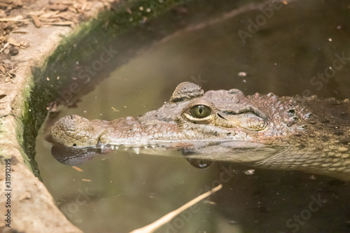 Crocodile head in a pond showing eye
