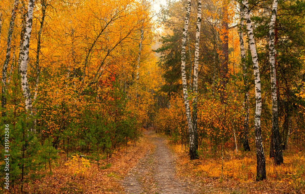 Obraz premium Autumn landscape. Nice day for a nice walk. A beautiful forest decorated with autumn leaves pleases the eye.