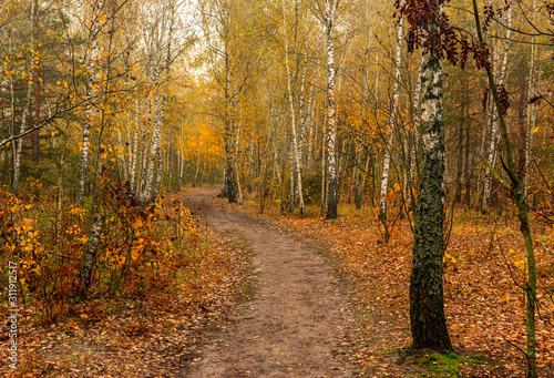 Autumn landscape. Nice day for a nice walk. A beautiful forest decorated with autumn leaves pleases the eye. © Mykhailo