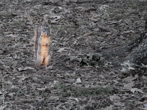 Squirrel fun at a park 
