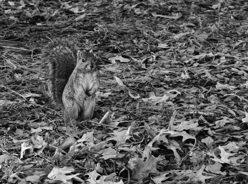 Squirrel fun at a park 