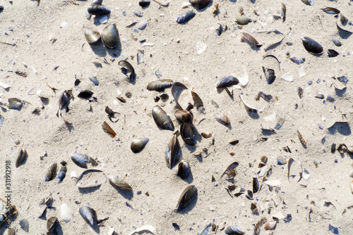 Sand with small stones and shells on the beach