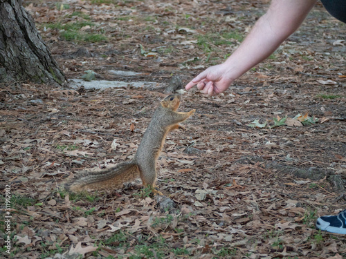 Squirrel fun at a park 