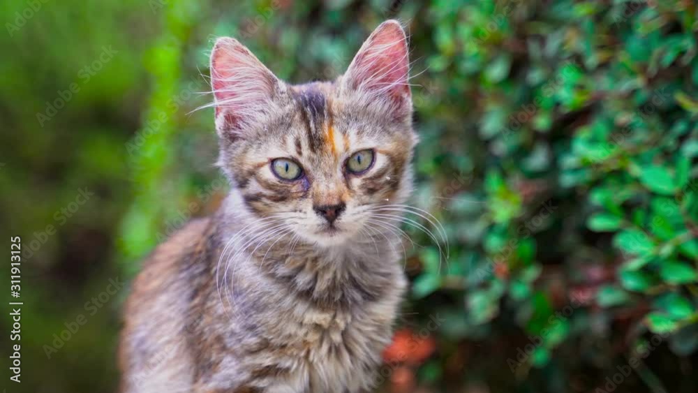 Homeless little kitten on the street. Homeless little kitten on the street.