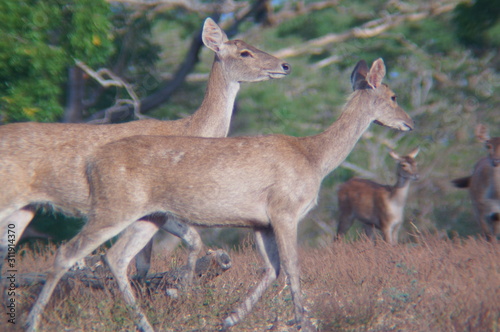 Fototapeta Naklejka Na Ścianę i Meble -  Java deer (Deer timorensis) is a type of deer that is endemic to the islands of Java, Bali and Timor (including Timor Leste) in Indonesia.