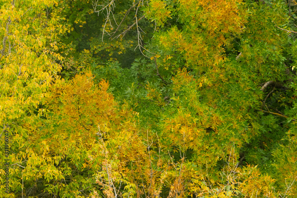 Beautiful tree foliage mixed green and yellow colors in the autumn park Beautiful tree foliage mixed green and yellow colors in the autumn park