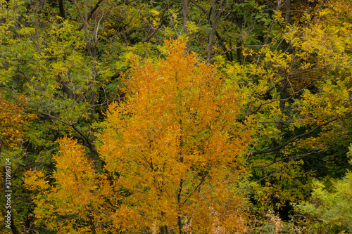 Crown of a tree with yellowed leaves against the background of still green trees in the park