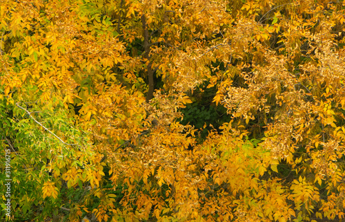 Golden leaves on trees tightly cover still green trees in autumn park.