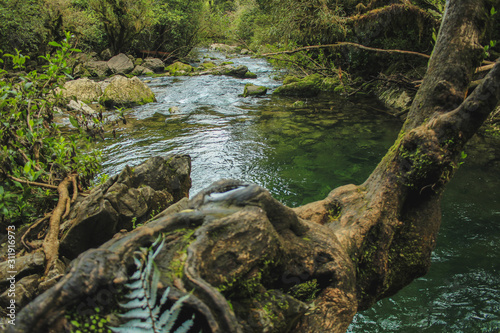 River at Riwaka Resurgence, South Island, New Zealand