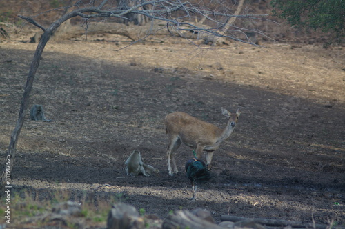 Fototapeta Naklejka Na Ścianę i Meble -  Java deer (Deer timorensis) is a type of deer that is endemic to the islands of Java, Bali and Timor (including Timor Leste) in Indonesia.