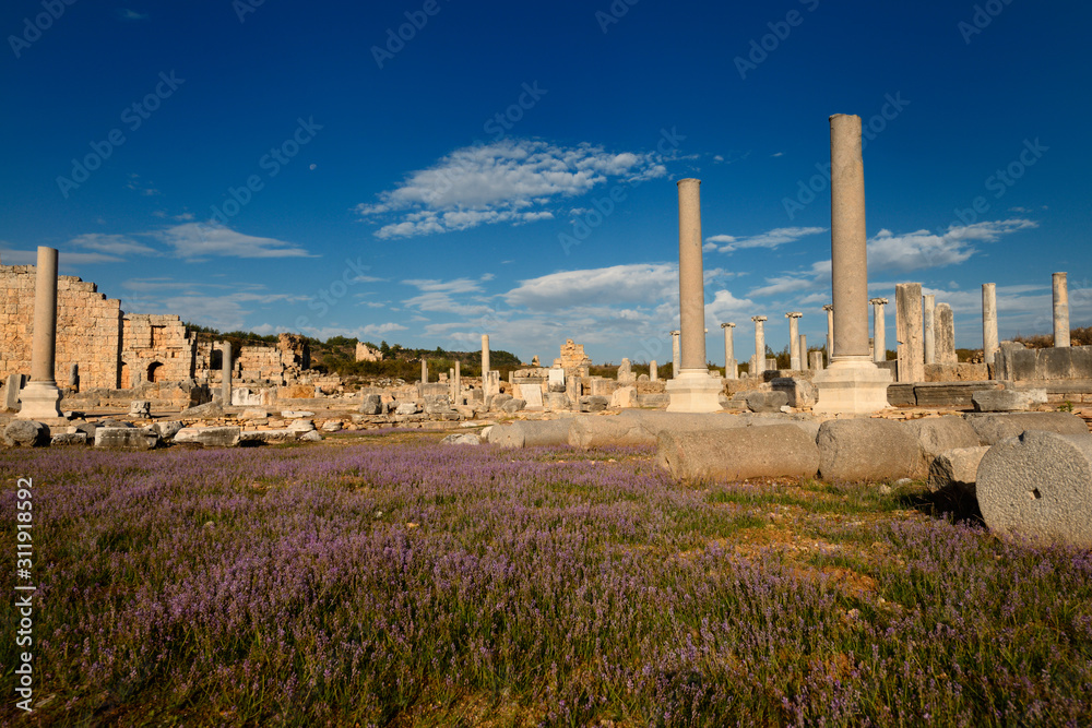 Field of wild lavender in the Agora ruins of Perge with Columns and Hellenistic Tower and moon