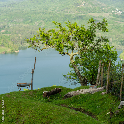 landscape with the Butoniga lake and mountains in Istria, near Motovun, Croatia, Europe. Detail of a Tree dominating the landscape with a park bench  photo