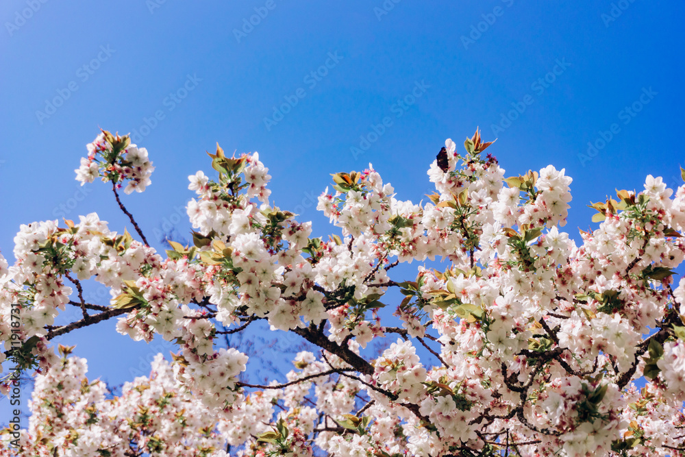 apple blossoms in spring on the sky background. Beautiful Apple blossoms.