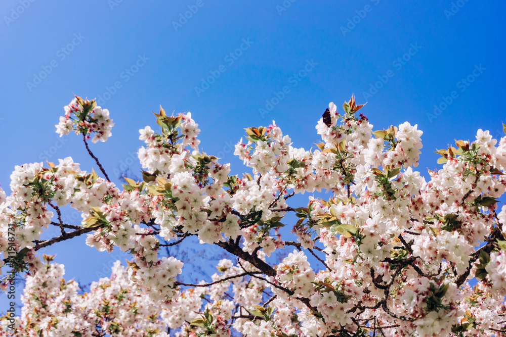 apple blossoms in spring on the sky background. Beautiful Apple blossoms. apple blossoms in spring on the sky background. Beautiful Apple blossoms.