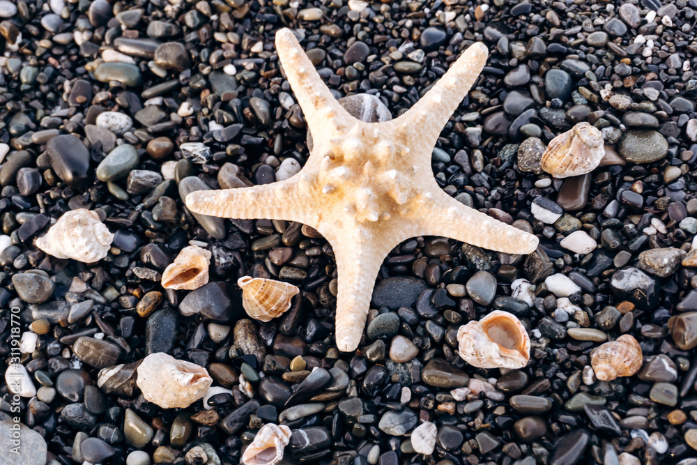 Starfish and shells lie on the rocks Starfish and shells lie on the rocks
