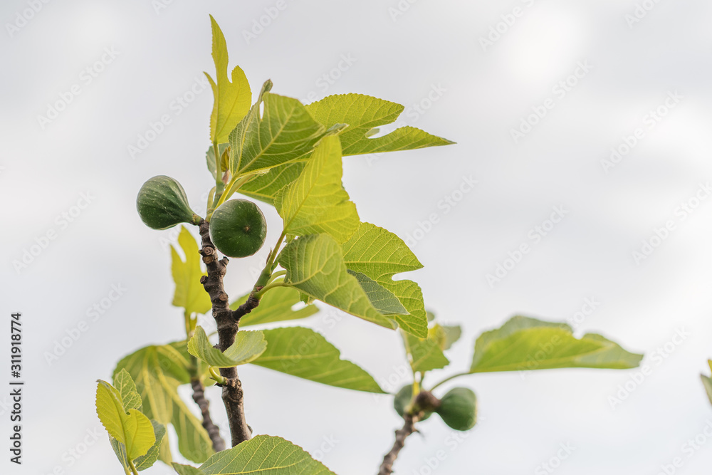 Fototapeta premium branch with green leaves an two green figs