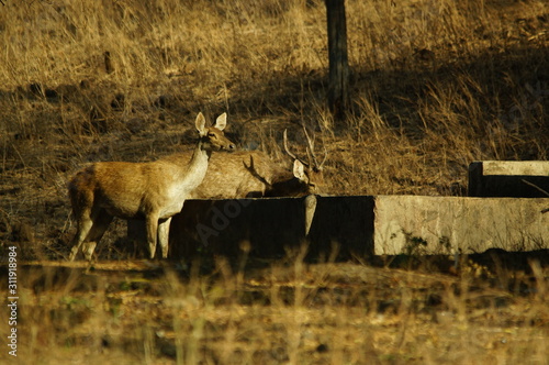 Fototapeta Naklejka Na Ścianę i Meble -  Java deer (Deer timorensis) is a type of deer that is endemic to the islands of Java, Bali and Timor (including Timor Leste) in Indonesia.