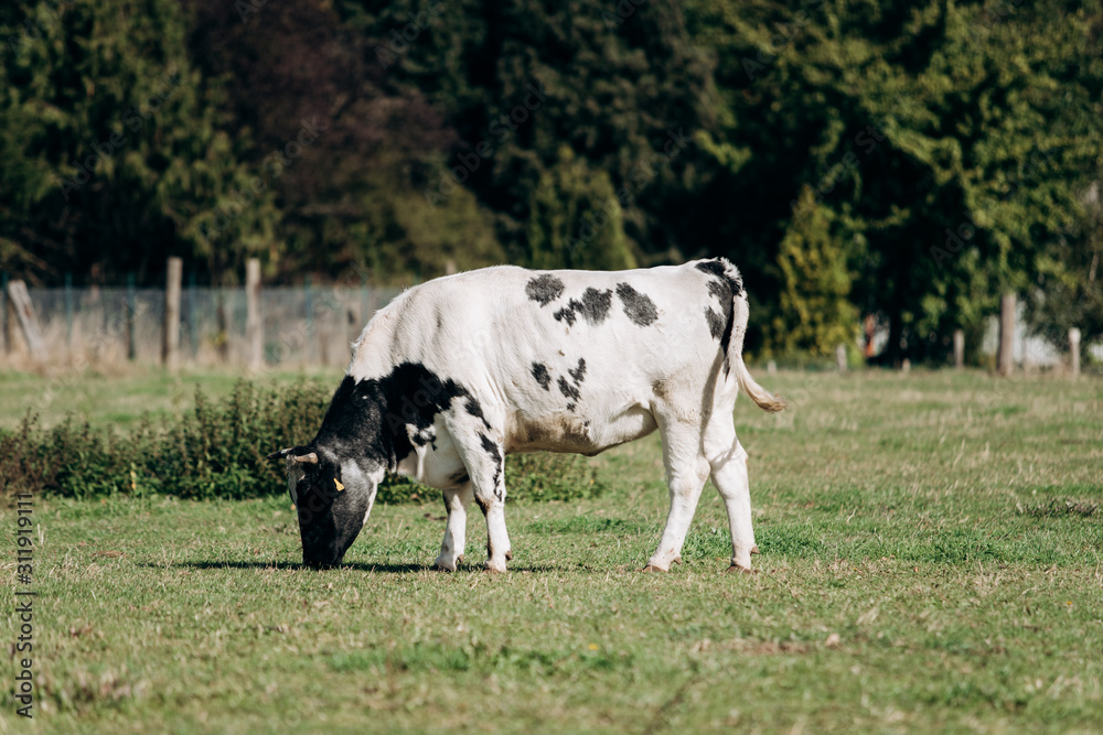 Cows grazing near forest. Cows graze near the forest on the green grass. Cows eat dried grass. Cows grazing near forest. Cows graze near the forest on the green grass. Cows eat dried grass.