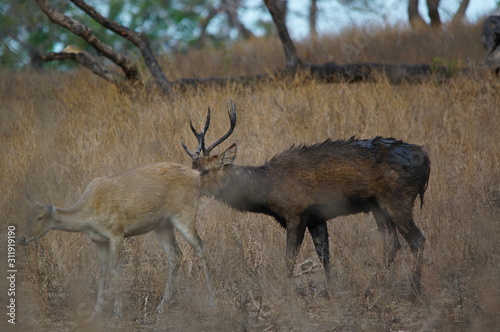 Fototapeta Naklejka Na Ścianę i Meble -  Java deer (Deer timorensis) is a type of deer that is endemic to the islands of Java, Bali and Timor (including Timor Leste) in Indonesia.
