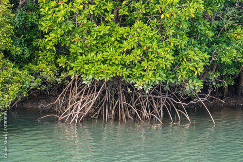Dense mangrove forest line the many waterways of the Sunderbans  the estuary of the rivers Ganges and Brahmaputra