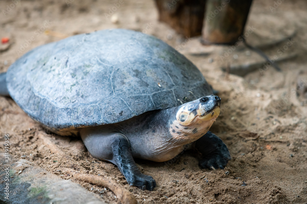 Big turtle. Adult female flatback sea turtle Big turtle. Adult female flatback sea turtle