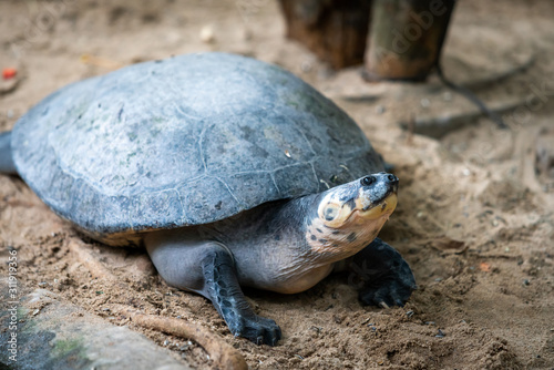 Big turtle. Adult female flatback sea turtle