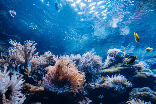 Colorful underwater offshore rocky reef with coral and sponges and small tropical fish swimming by in a blue ocean