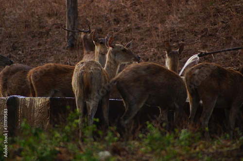 Fototapeta Naklejka Na Ścianę i Meble -  Java deer (Deer timorensis) is a type of deer that is endemic to the islands of Java, Bali and Timor (including Timor Leste) in Indonesia.