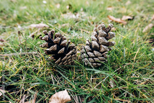 Pine cones lie on the green grass
