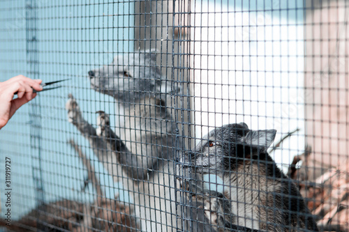 Gray arctic foxes are looking from behind the bars. Close-up with a blurred background.