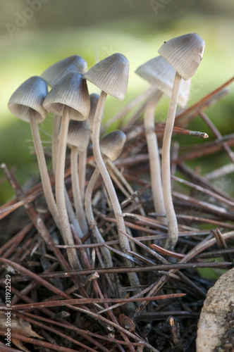 Mycena cf amicta beautiful small mushroom that grows in large groups on trunks and decomposing branches