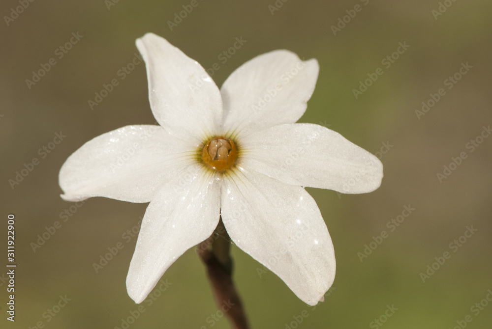 Fototapeta premium Narcissus obsoletus delicate and small autumn daffodil blooming after the first rains