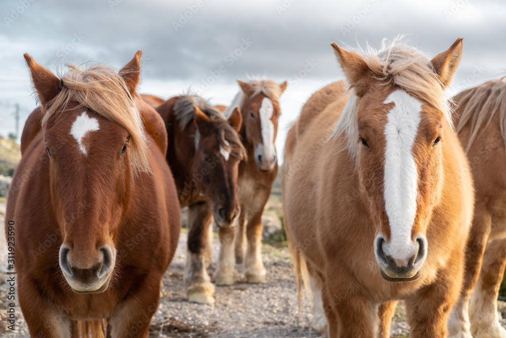 portrait of two Brown and White wild horses in freedom with the sky in the background portrait of two Brown and White wild horses in freedom with the sky in the background