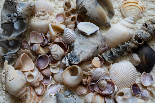 Seashells laid out on a towel. Vacation memories