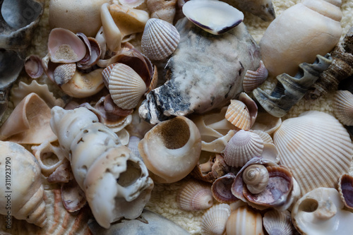 Seashells laid out on a towel. Vacation memories