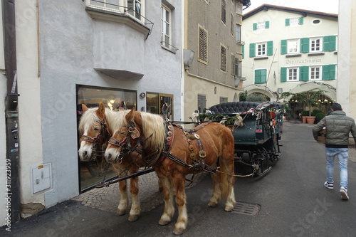 cavalli con calesse per turisti photo