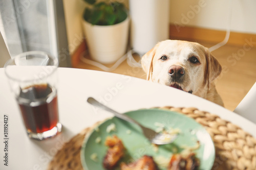 Dog on a diet. Labrador retriever looks at the food on the table. Dog want food.