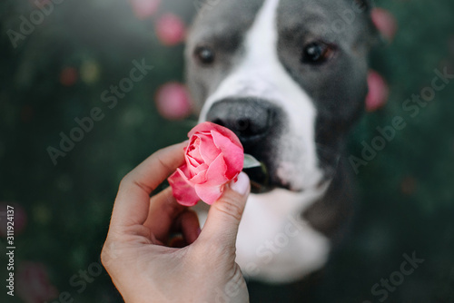 Photography hand holding a pink rose flower with dog nose sniffing up close
