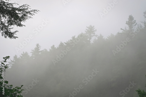 Misty Woods Background